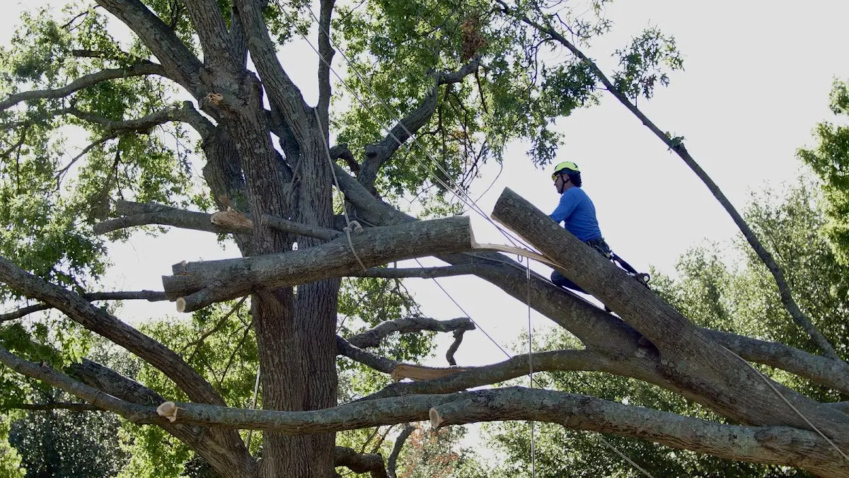 Professional Hazardous Tree Removal performed by certified arborists in Hingham